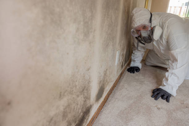 Why You Should Choose Our Mold Remediation Services in Smithville Sanders, IN